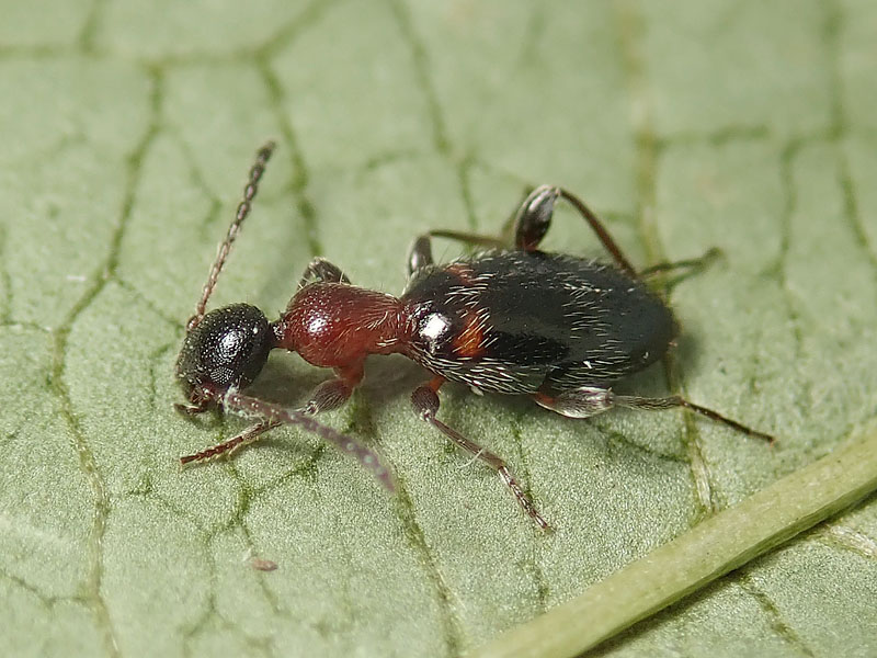 Anthicidae: Anthelephila pedestris